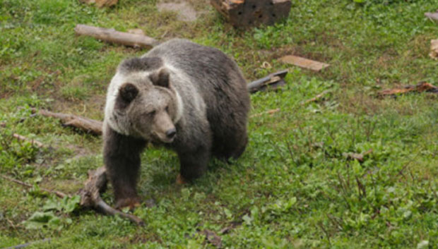 ПОБЕГАО У ШУМУ: Херцеговка отерала медведа 