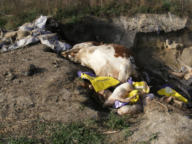 Лешине опет по њивама