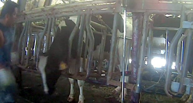 МУЧЕЊЕ ЖИВОТИЊА: Радници на фарми се иживљавали над кравама (ВИДЕО)