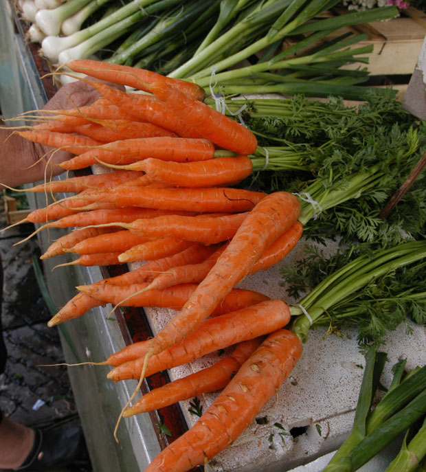 Удружење Болеро: Шаргарепе и за извоз