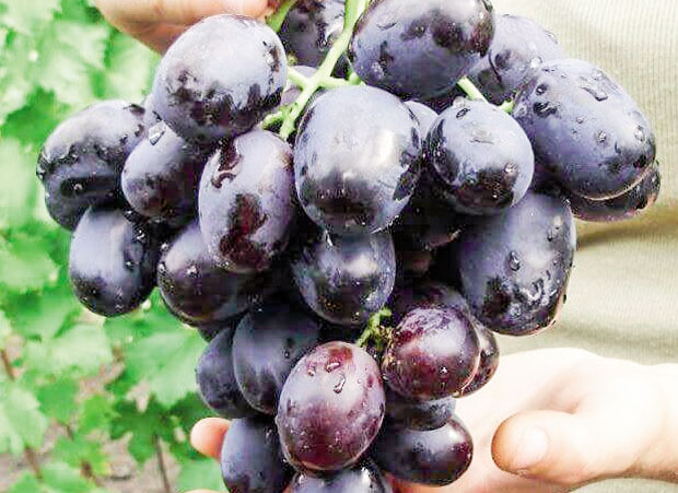 Дуга и обла зрна