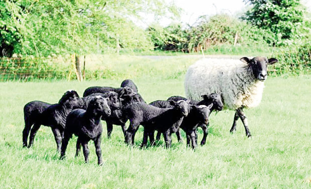 Сто оваца, а триста јагањаца