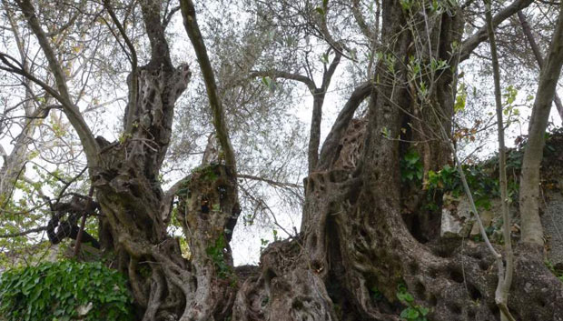 Бар: Лопови маслинама чупају целе гране