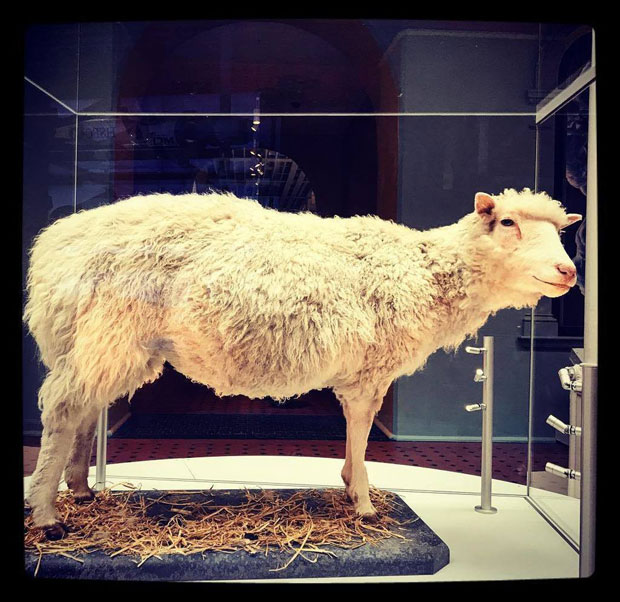 Научници тврде: Доли није убрзано остарила због клонирања