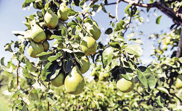 Дупли род на стаблу крушке