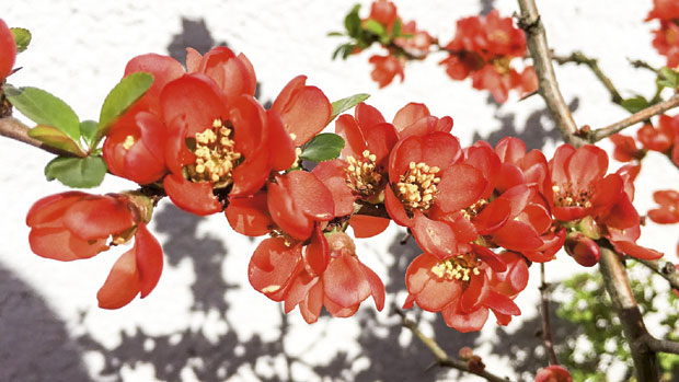 Јапанска дуња - прва цвета, а плод мирише