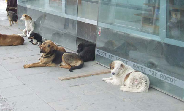 Петиција чува псе луталице