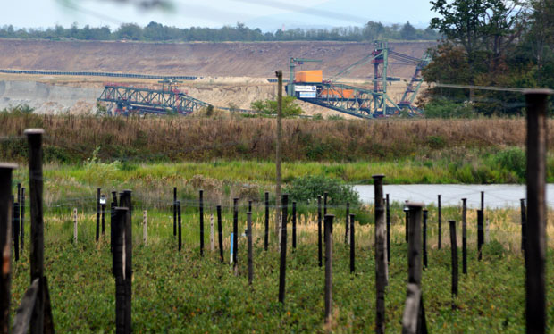 Угљенокоп прогутао плантажу ароније