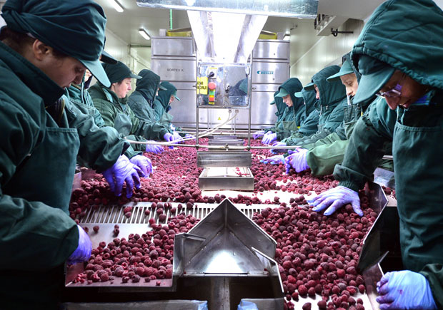 Због лоше хигијене разболеле се малине