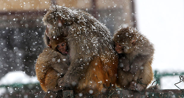 НЕСВАКИДАШЊА ПОЈАВА: Снег у неким деловима Марока, уживанција за мајмуне