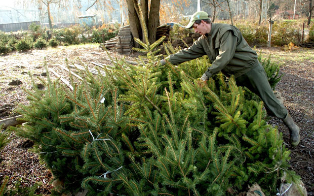 АПЕЛ ГРАЂАНИМА: Kупујте јелке са бусеном