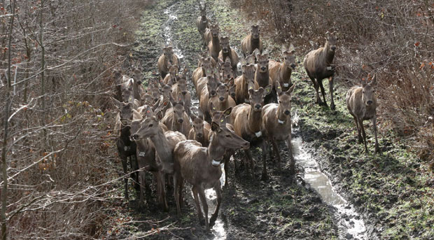 Јелени са Карпата постали Сремци (ФОТО / ВИДЕО)