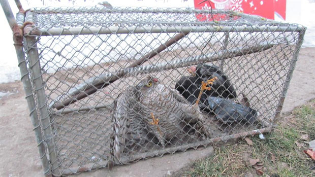 Кобац га коштао 75.000 динара