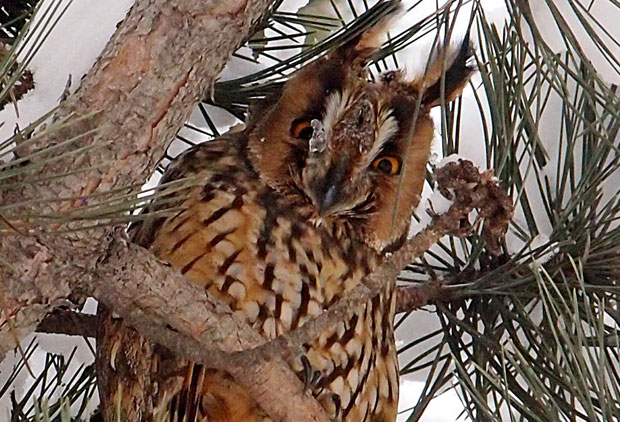 Сове нашле нови дом у Лајковцу
