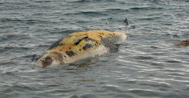  У Далмацији се појавио леш неке врсте кита? (ВИДЕО)