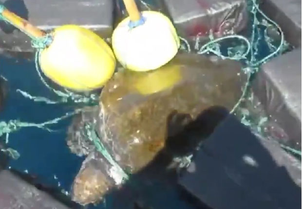 НЕВЕРОВАТАН “УЛОВ”: Тоне кокаина и запетљана корњача плутали морем (ВИДЕО)