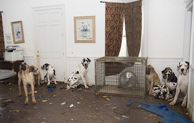 ФОТО+ВИДЕО: Оптужница против жене која је чувала 84 данских дога