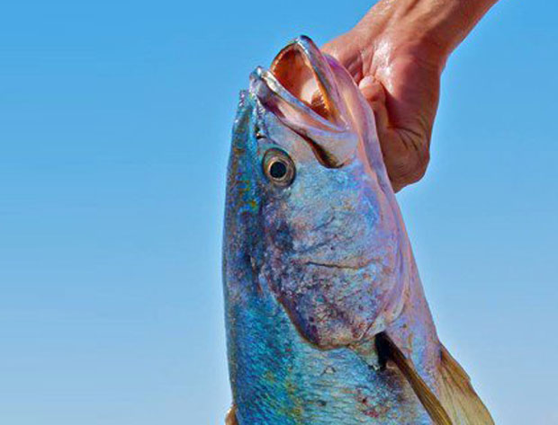 Риба од чијег парења друге животиње оглуве