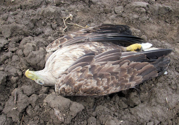 Отров са њиве покосио дивљач