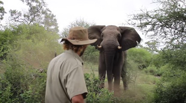 Погледајте невероватан „окршај“ човека и слона (ВИДЕО)
