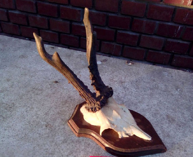 Царина запленила трофејне рогове заштићеног срндаћа