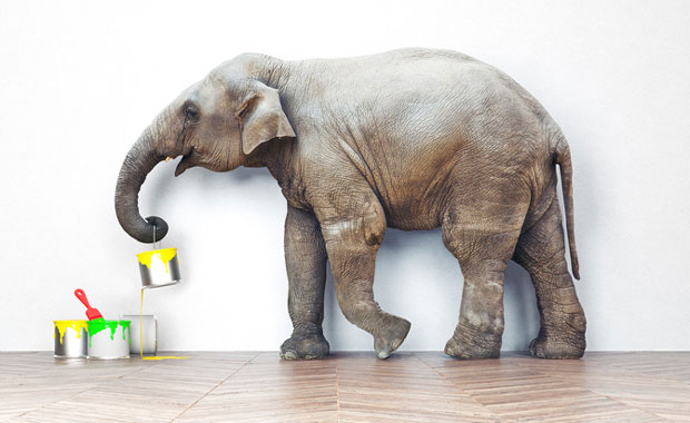 САД: Судија одбио захтев да се слоновима додели статус особе