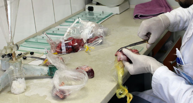 Крупањ: Преглед меса - багатела