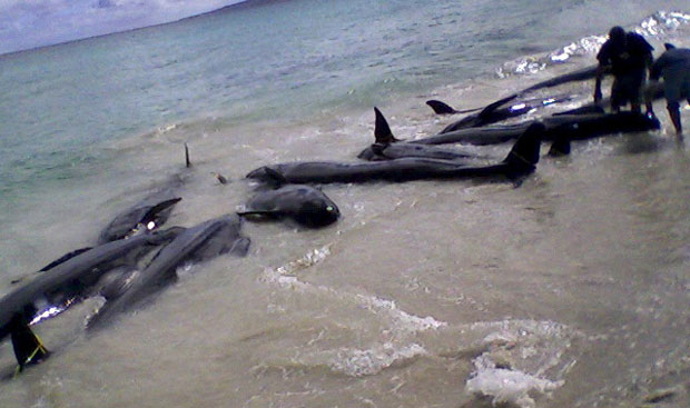 ЕКОЛОЗИ ЗБУЊЕНИ: Мистериозна смрт 80 делфина