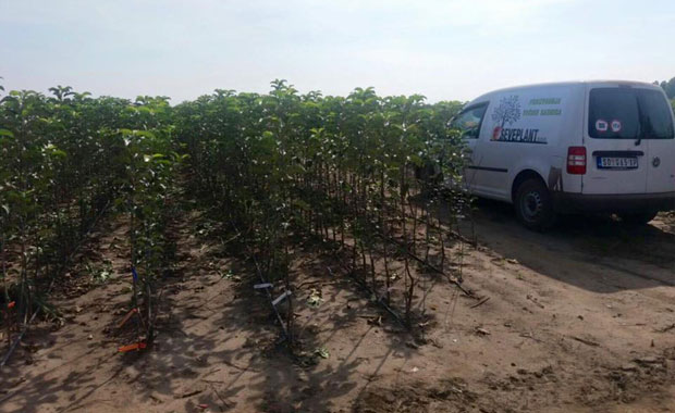 Сезонцима у Кули сталан посао