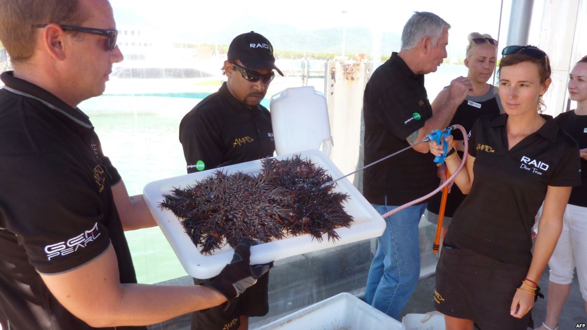 Аустралија објавила рат морским звездама
