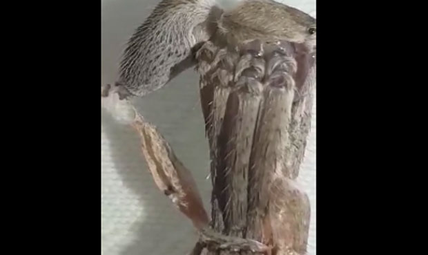 ЈЕЗИВ СНИМАК: Ово створење личи на “осмог путника” али је у ствари сасвим уобичајено