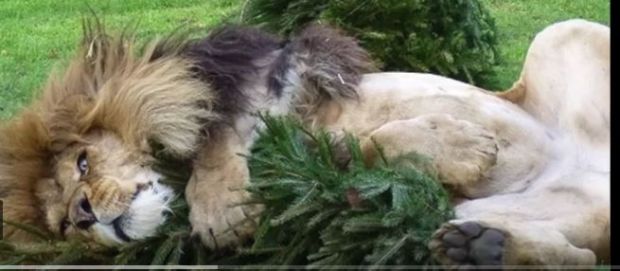 ГЕНИЈАЛНА ИДЕЈА: Зоо вртови примају старе јелке и њима хране животиње (ВИДЕО)