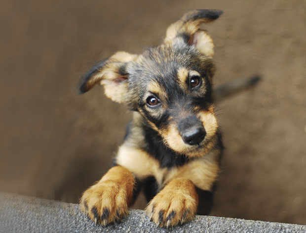 Кад пас нагиње главу, помно вас слуша