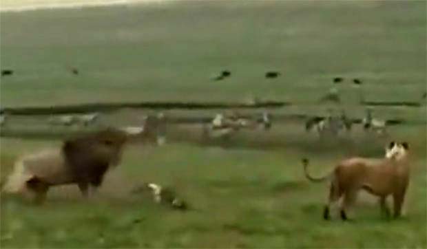 ПОКАЗАО МУ КО ЈЕ ГАЗДА: Храбри пас преплашио и отерао лава (ВИДЕО)