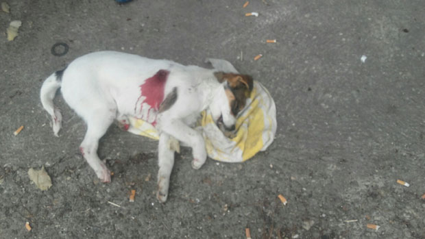 Краљево: Пси избодени ножем