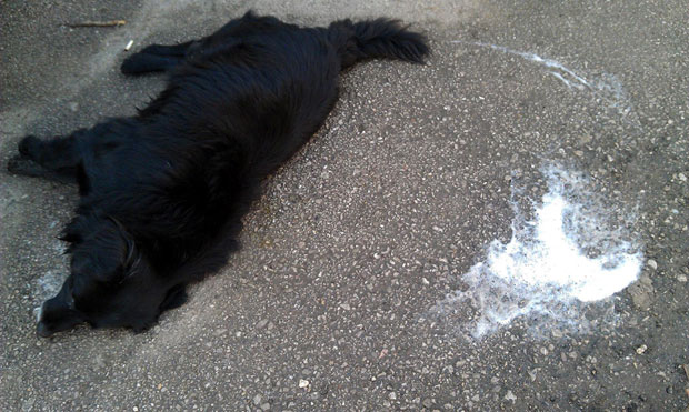 Тровање паса у дане Божића