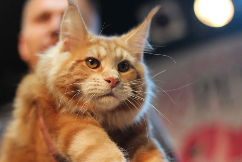 Le PETit  Мрњау Фест 2018