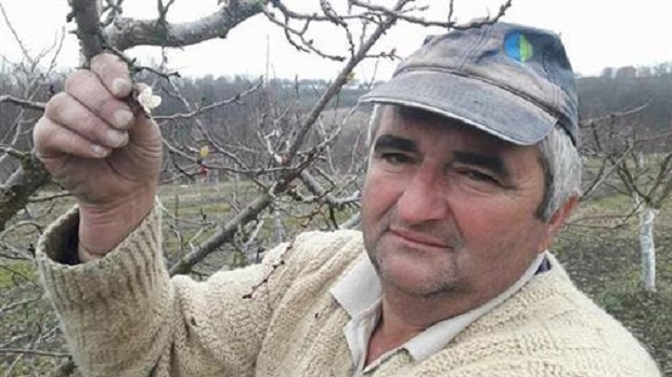 Чачак: Процветала кајсија, забринути воћари (ФОТО)