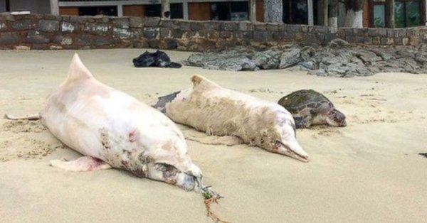 Вирус узрок смрти делфина у Бразилу