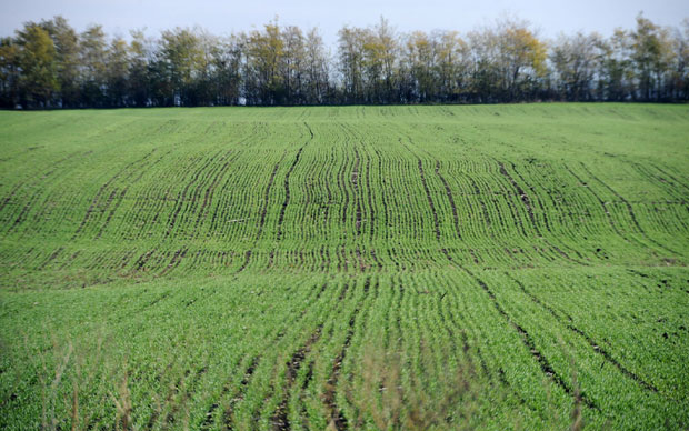 Блага зима прија житу