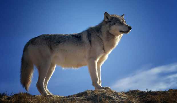 Дивљи вук у Фландрији после више од века