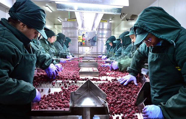 Српске малине све до далеког Јапана!