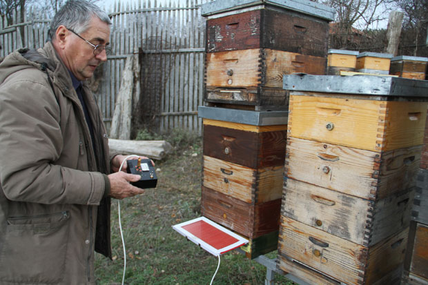 За грам пчелињег отрова чак 90.000 убода!