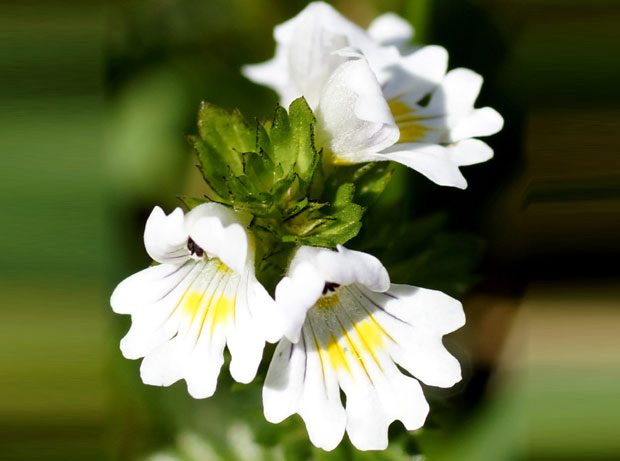 Природне капи за нормалан очни притисак