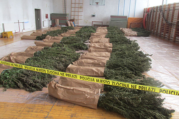 Лукавац: Одузето 740 килограма марихуане