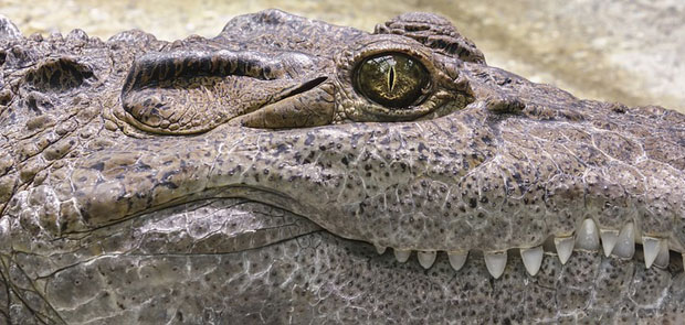 ИЗНЕНАЂЕЊЕ У РУСИЈИ: Специјалци тражили оружје, нашли крокодила