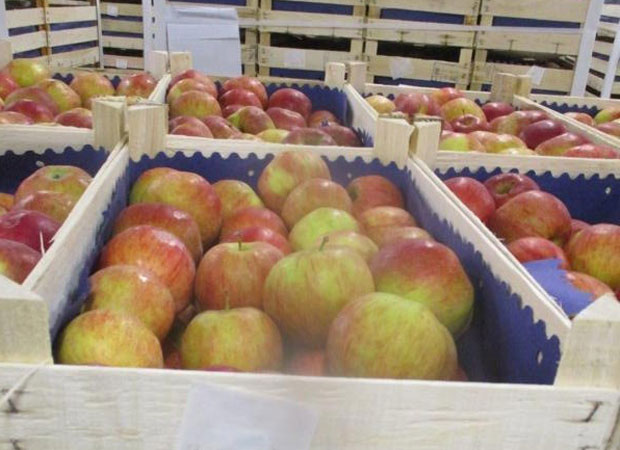 РАМПА НА ЈАБУКЕ ИЗ БиХ: Покушали да у Русију извезу пољско воће као босанско