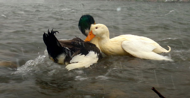 БОРБА ПАТКОВА: Киклоп потопио Багера