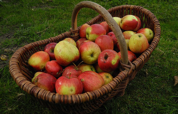 Русима хтели да продају пољске јабуке