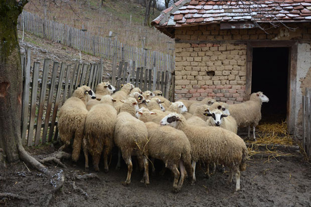 Од две овце чак осморо јагњади 